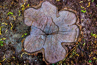 Tree Removal